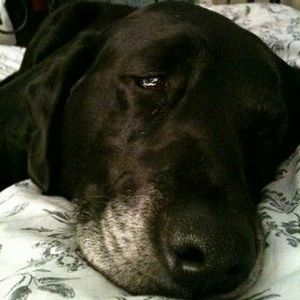 Meet your Posher, Han